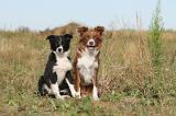BORDER COLLIE 274